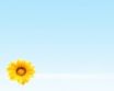Tapety na plochu - Summer flower