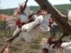 Tapety na plochu - Tree flower
