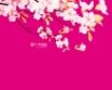 Tapety na plochu - Sakura flower