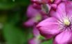 Tapety na plochu - Purple flower
