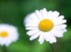 Tapety na plochu - Daisy