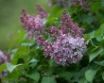 Tapety na plochu - Pink liliac