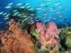 Tapety na plochu - Coral Landscape