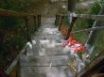 Tapety na plochu - Ladder with Leaves
