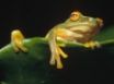 Tapety na plochu - Frog Siesta