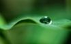 Tapety na plochu - Green Dew