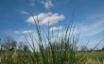 Tapety na plochu - Grass in Screen