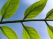 Tapety na plochu - Zoomed leafs