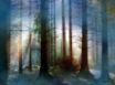 Tapety na plochu - Fog in Forest