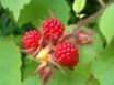 Tapety na plochu - Rasberries