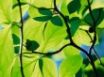 Tapety na plochu - Longhorn leaf