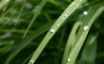 Tapety na plochu - Drops on a leaf