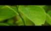 Tapety na plochu - Chinese tallow