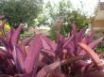 Tapety na plochu - PurpleGarden