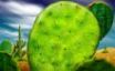 Tapety na plochu - Green cactus