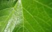Tapety na plochu - Grape leaf