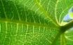 Tapety na plochu - Leaf cells