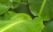Tapety na plochu - Wet green leaves