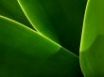 Tapety na plochu - Leaf curves