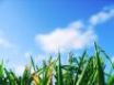 Tapety na plochu - Grass and sky