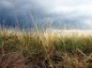 Tapety na plochu - Autumn grass