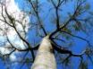 Tapety na plochu - Rising tree