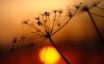 Tapety na plochu - Plant and sunset