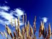 Tapety na plochu - Plants and sky
