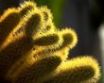 Tapety na plochu - Cactus in sunlight