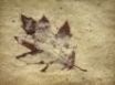 Tapety na plochu - Leaf in sand