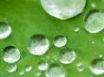 Tapety na plochu - Small drops on leaf