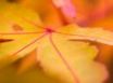 Tapety na plochu - Yellow leaf macro