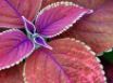 Tapety na plochu - Few purple leaves