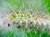 Tapety na plochu - Flower with spikes