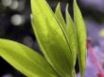 Tapety na plochu - Leaves in light
