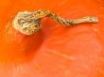 Tapety na plochu - Orange pumpkin part