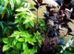 Tapety na plochu - Three Plants