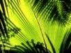 Tapety na plochu - Shadows of leaves