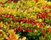 Tapety na plochu - Tree with red fruits