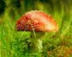 Tapety na plochu - Mushroom with spots
