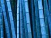 Tapety na plochu - Blue bamboo