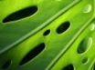 Tapety na plochu - Punctured leaf
