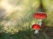 Tapety na plochu - Two mushrooms