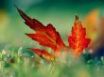 Tapety na plochu - Red leaf in the grass
