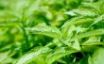Tapety na plochu - Fresh green leaves