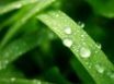 Tapety na plochu - Wet leaf