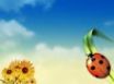 Tapety na plochu - Bugs in summertime