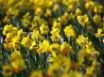 Tapety na plochu - daffodil
