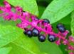 Tapety na plochu - Wild Laurels