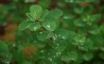 Tapety na plochu - Dew on Leafs